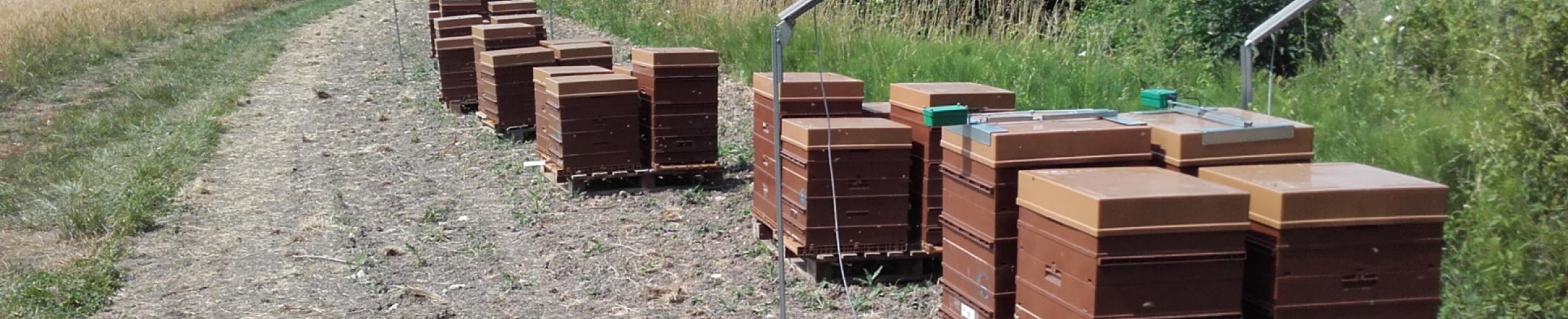 Caméra thermique apiculture