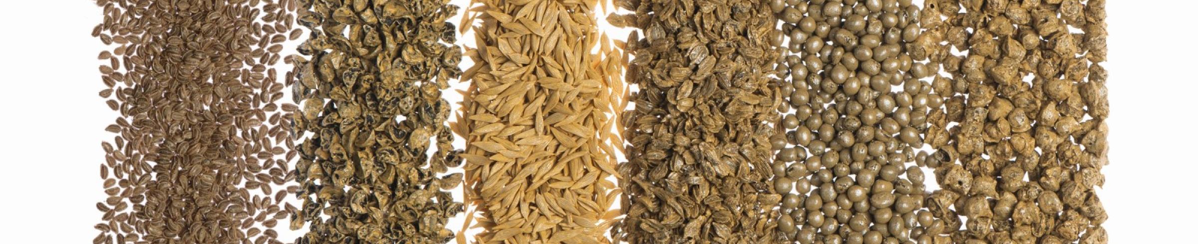Différentes sortes de semences bio pelliculées