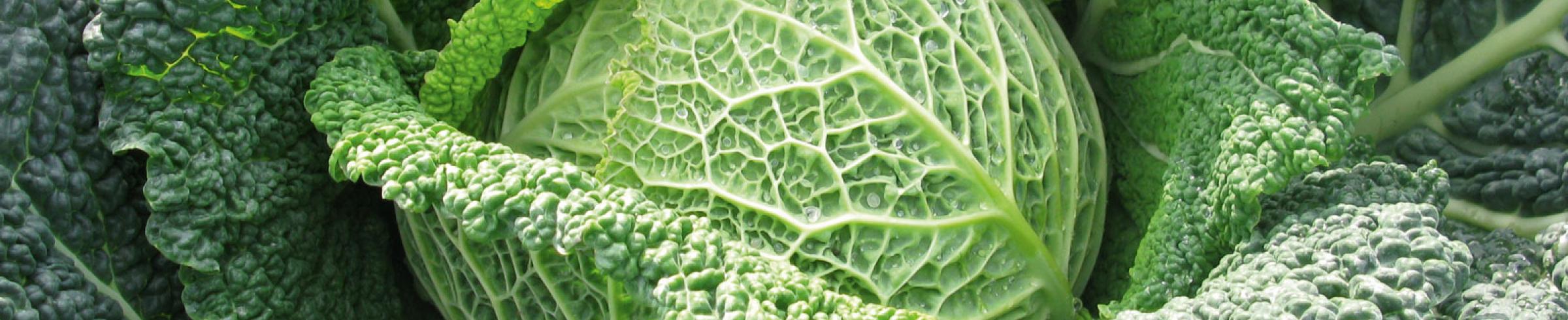Savoy cabbage