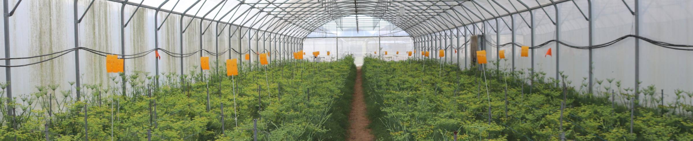 Sélection de semences de qualité en fenouil - serres floraison fenouils
