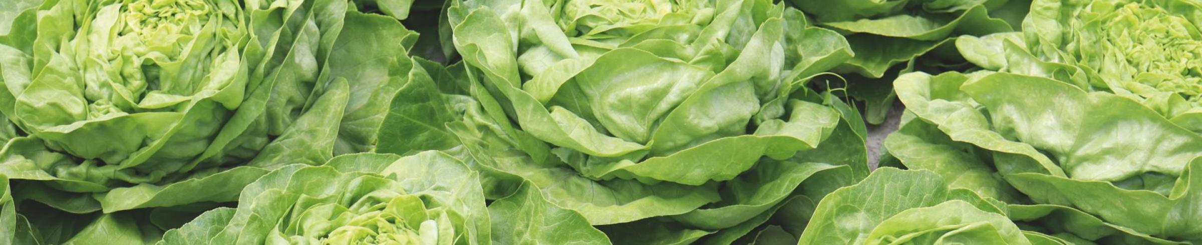 Laitues beurre de la variété FRANCIS cultivées au champ, présentant une bonne résistance au Bremia et une structure régulière.