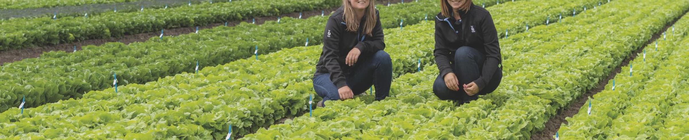 Lettuce field Bremia resistance announcement 2023
