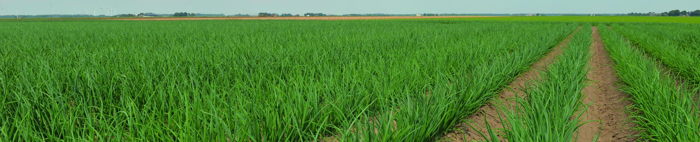 Parcelle d'oignon en phase de croissance