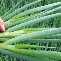 Bunching onion parade
