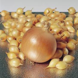 Onion world yellow