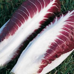 Radicchio di Treviso
