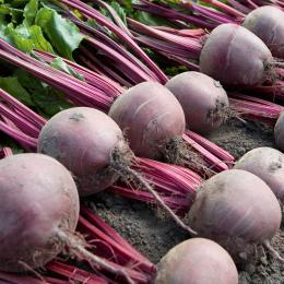 Red beet