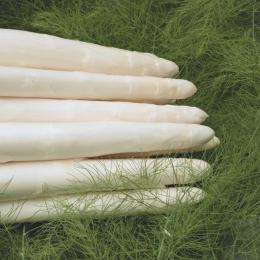 Semences d’asperges blanches Bejo variété cumulus à haut potentiel de qualité et de rendement