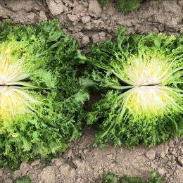Chicorée frisée / scarole