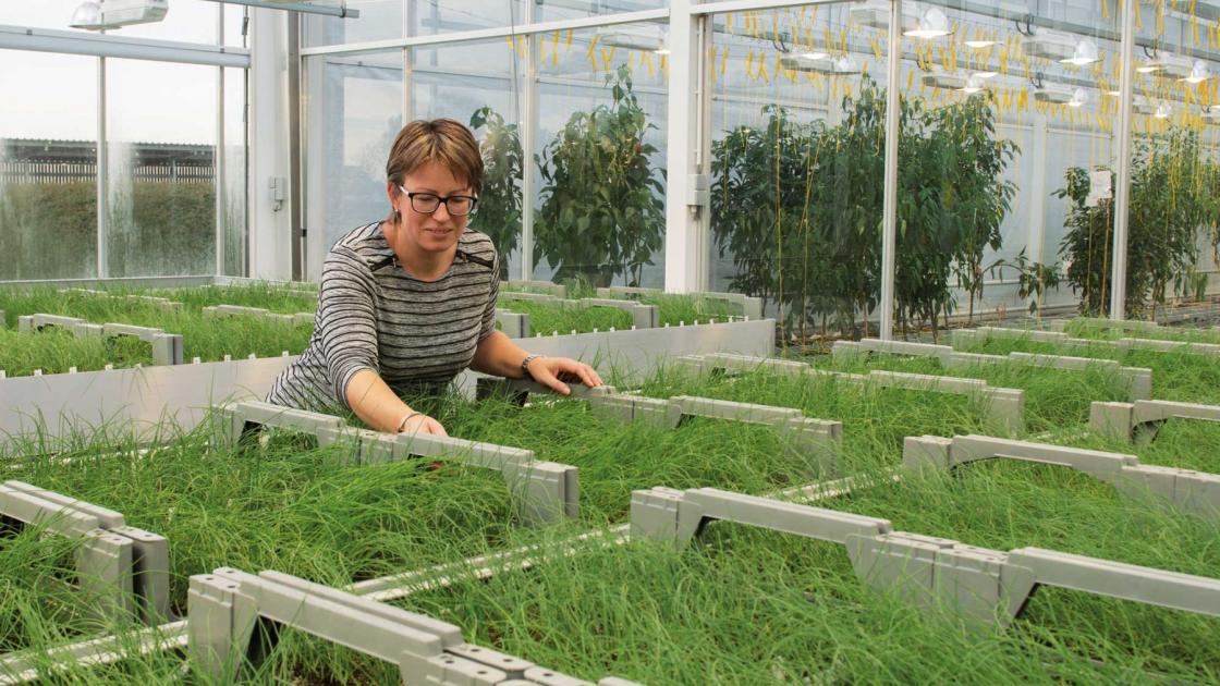 Conseils pour prévenir les maladies bactériennes Bejo France