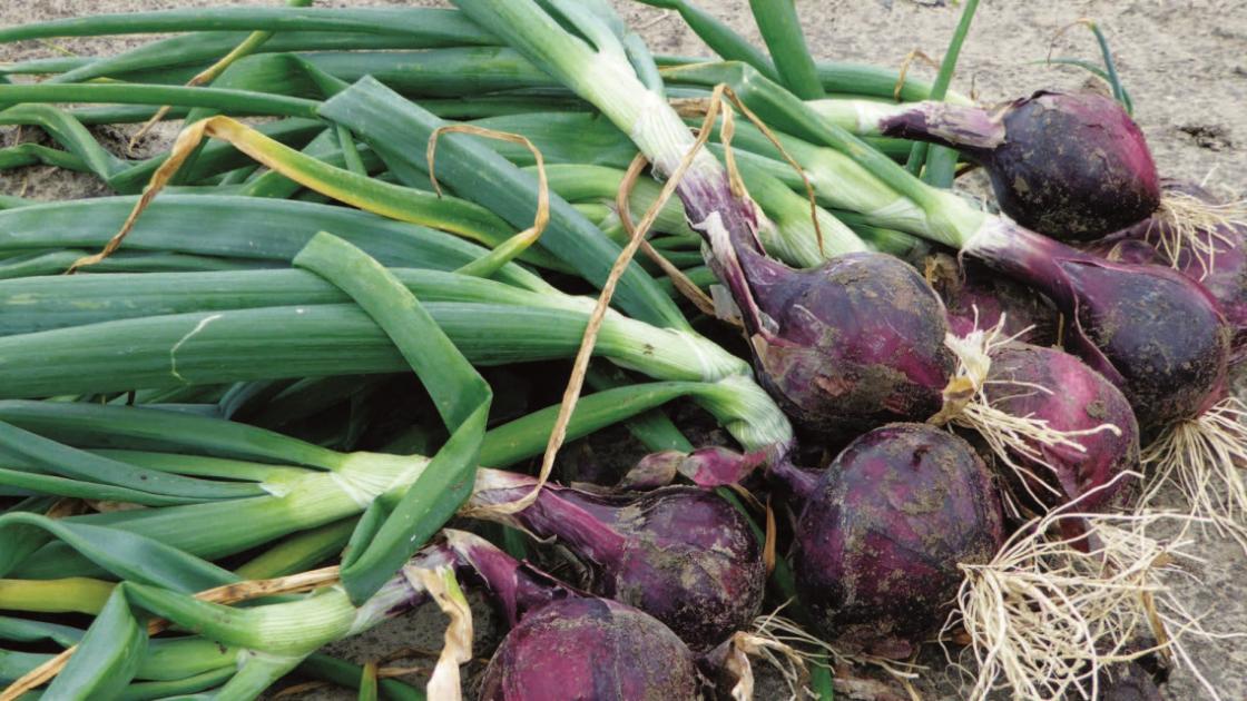 transition_agro-ecologique