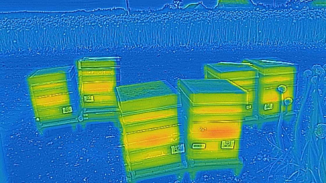 Caméra thermique ruche 3