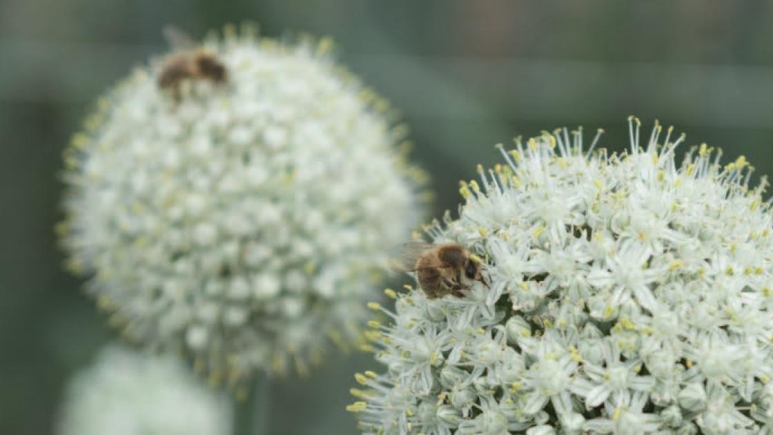 Des abeilles championnes de la pollinisation