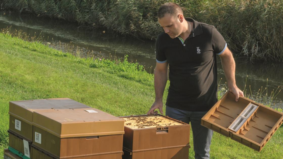 Des abeilles championnes de la pollinisation