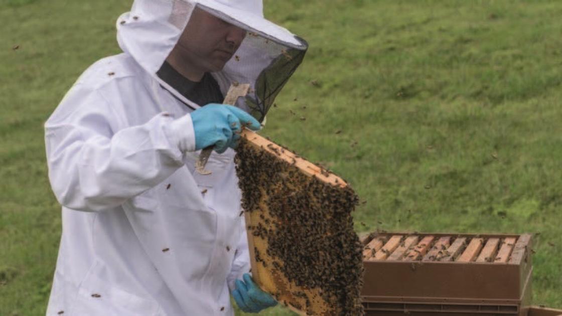 Des abeilles championnes de la pollinisation