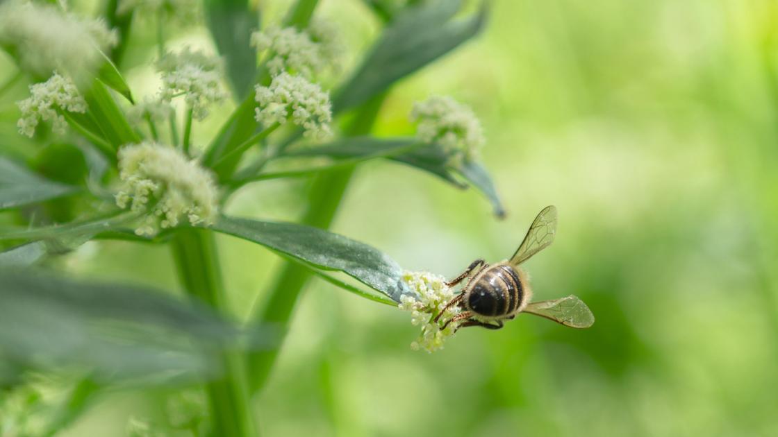 La santé des récoltes - abeille