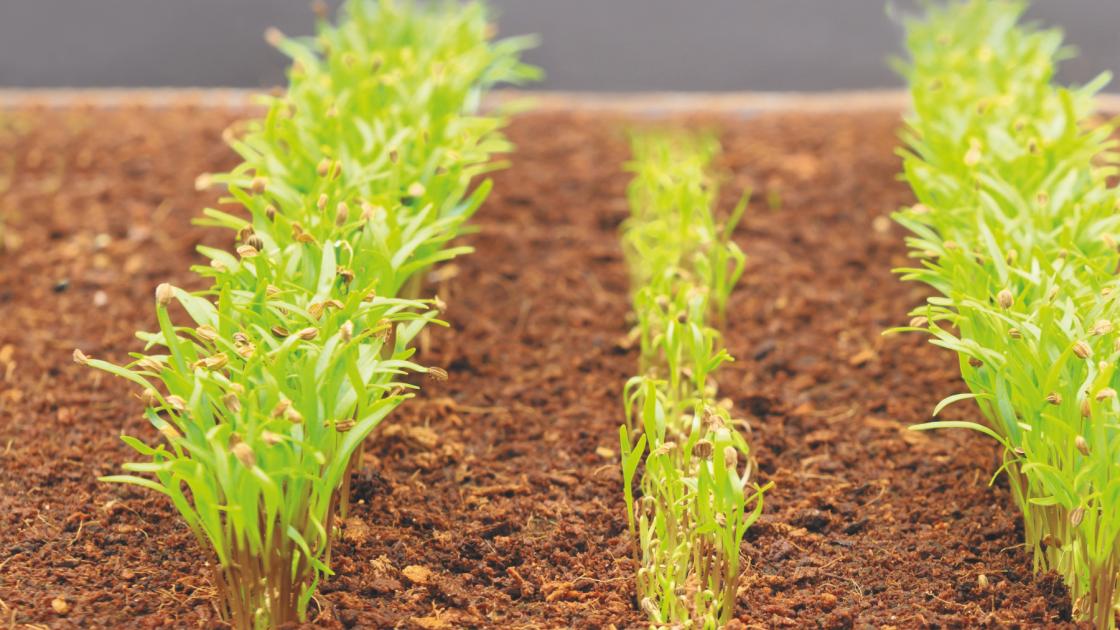 Jeunes plants carotte B-Mox