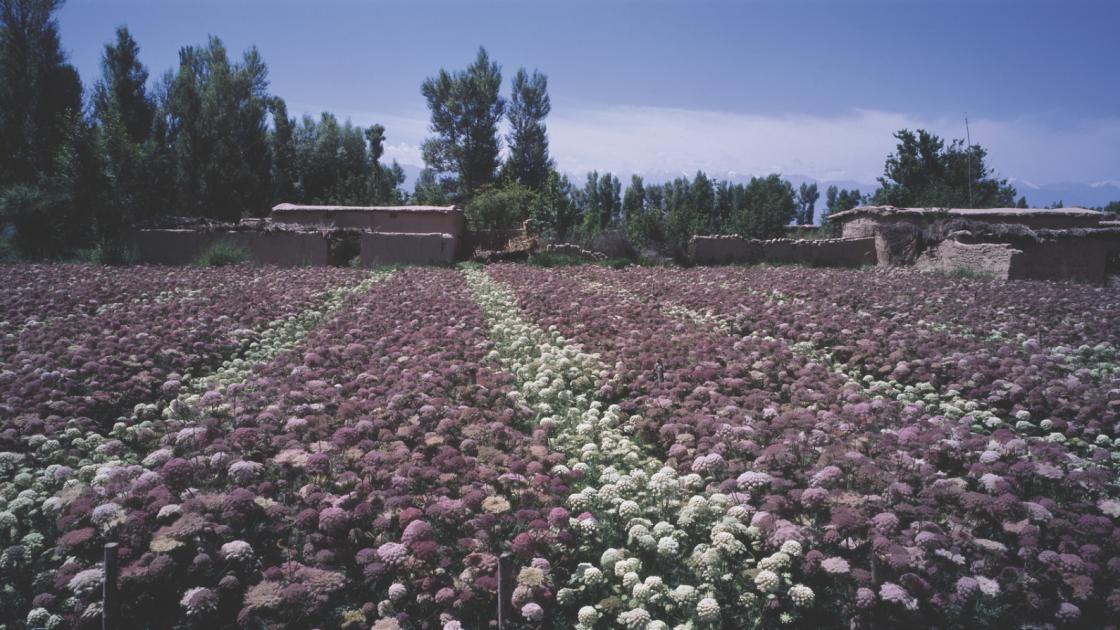 SÉLECTION VARIÉTALE ET VARIÉTÉS HYBRIDES DE LÉGUMES