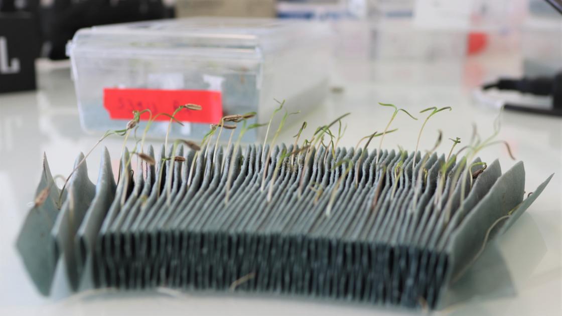 Sélection de semences de qualité en fenouil - germination fenouil papier buvard