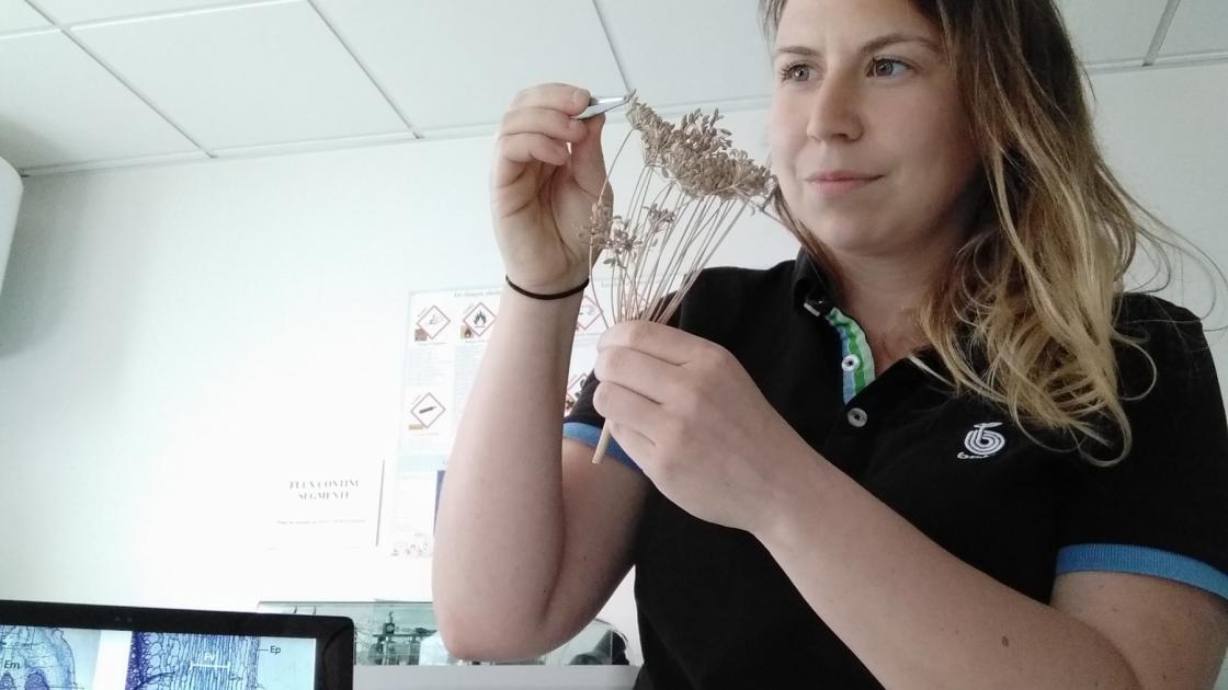 Sélection de semences de qualité en fenouil - Laboratoire expérimentation fenouil