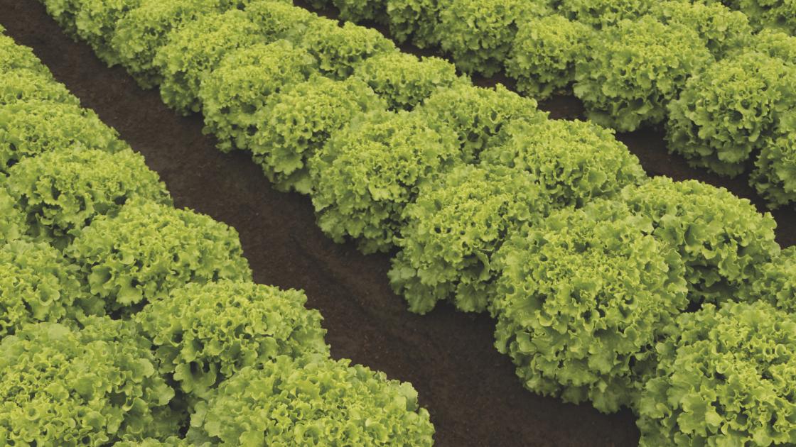 Laitue batavia Bl37EU