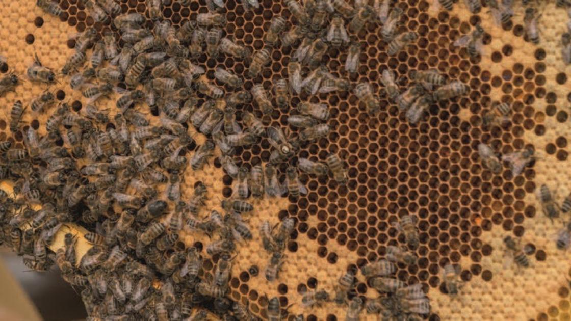 Des abeilles championnes de la pollinisation