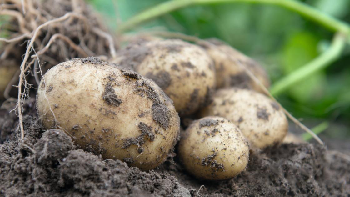 Potatoes culivated from True Potato Seed
