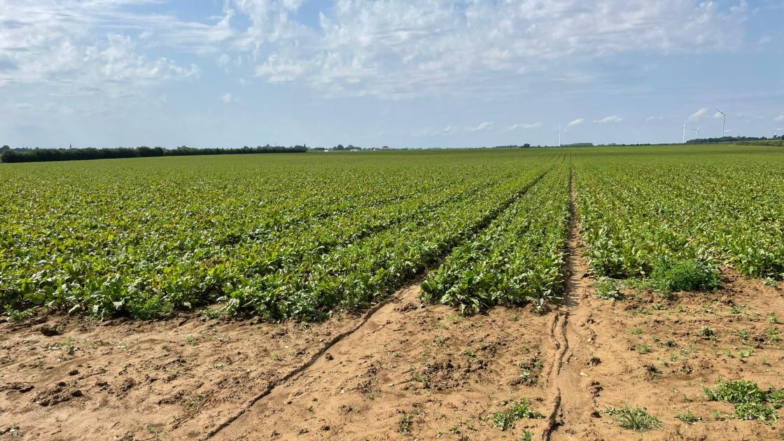 Parcelle Betteraves biologiques Bejo