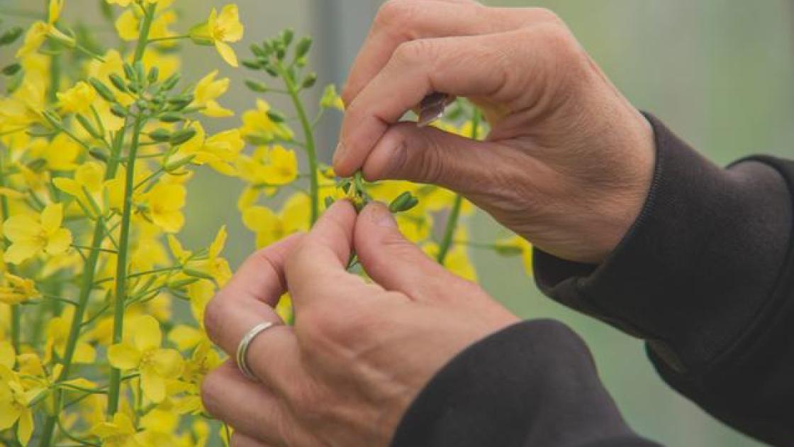 Geste de sélection manuelle sur une fleur jaune dans le cadre d’un programme de sélection biologique.