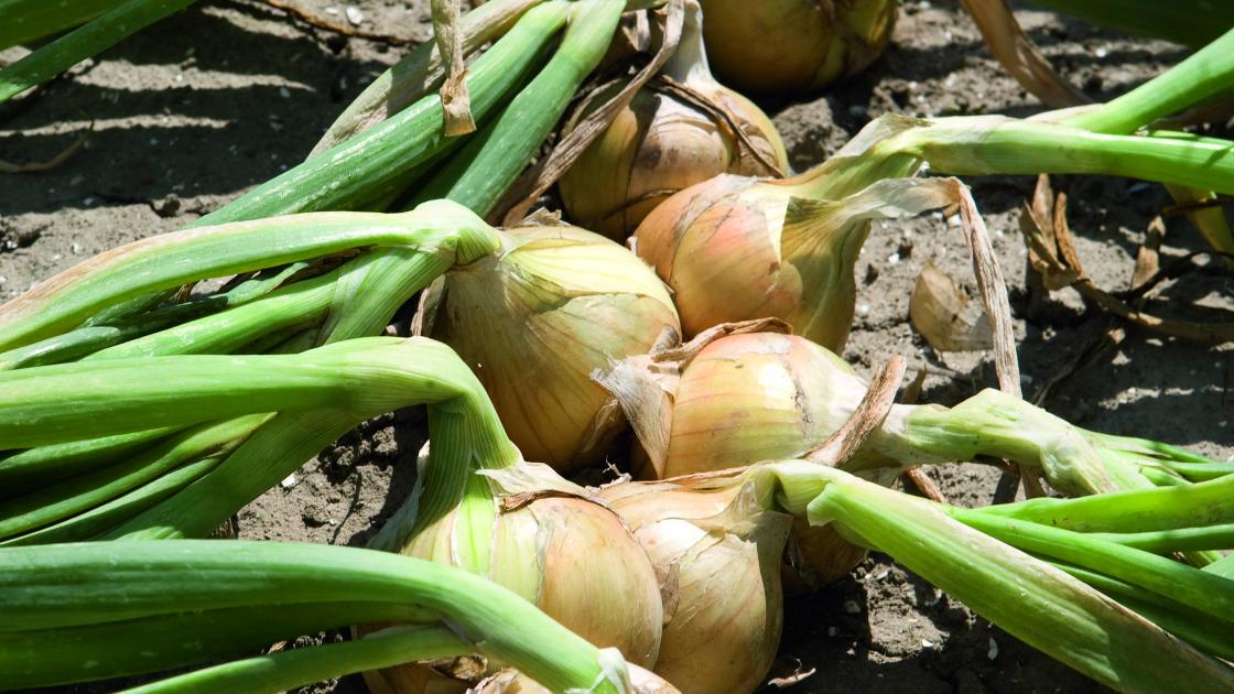 Ligne d’oignons en cours de maturation dans un champ cultivé en agriculture biologique.