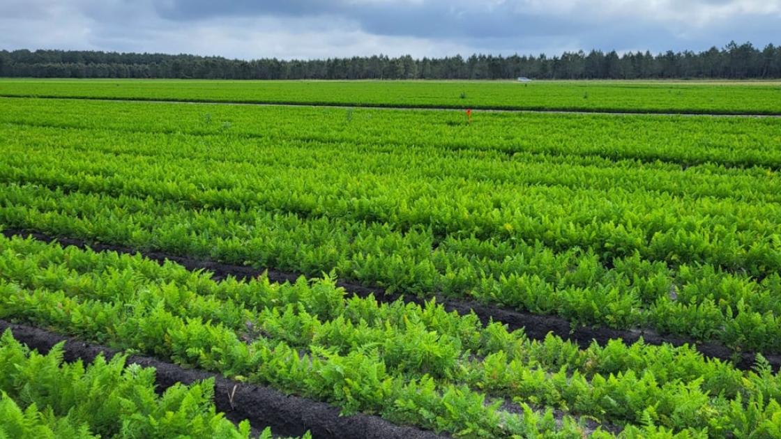 Plateforme Carotte Primeur 2025