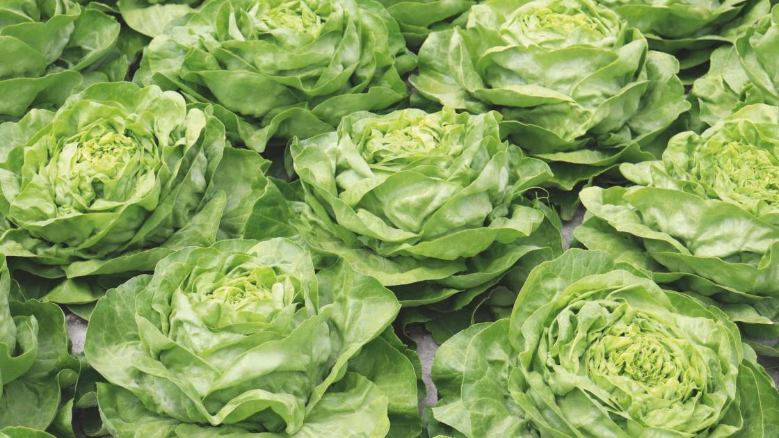 Variété laitue beurre Francis, pommes régulières et une bonne résistance au Bremia