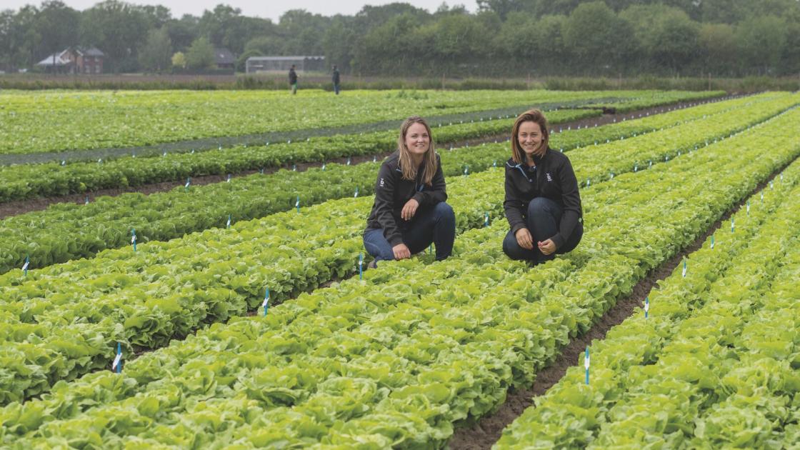 Lettuce field Bremia resistance announcement 2023