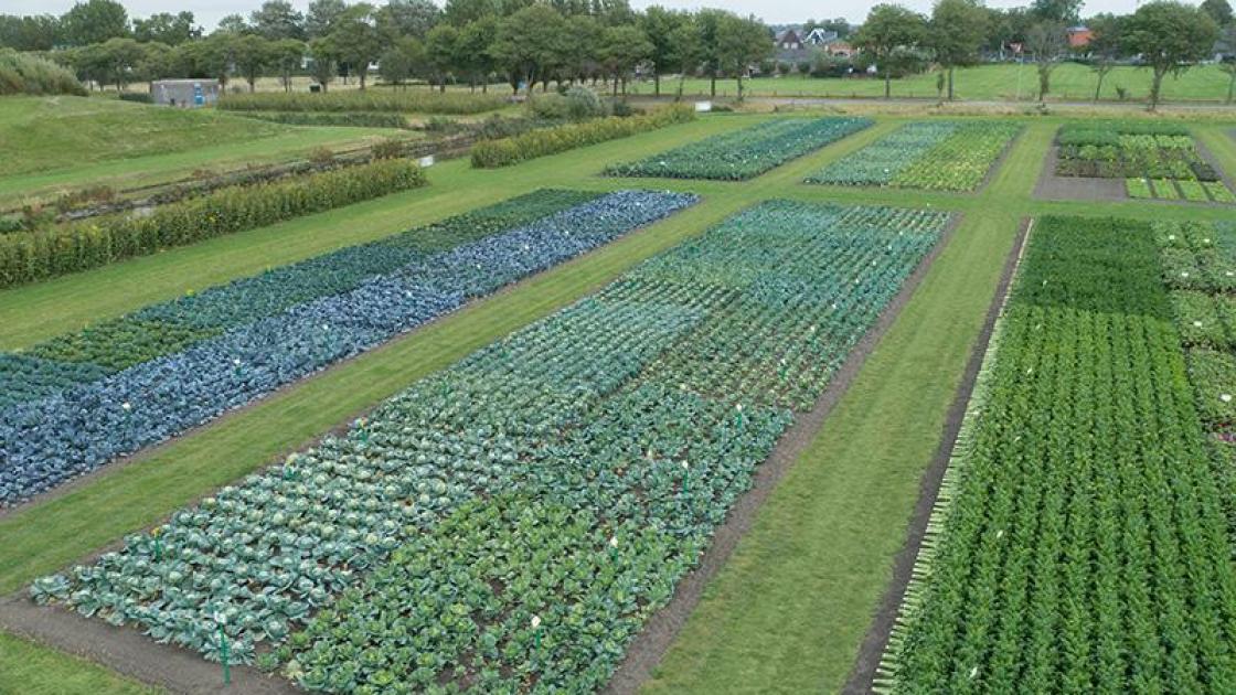 Parcelle de démonstration Bejo présentant différentes variétés potagères cultivées en bio.