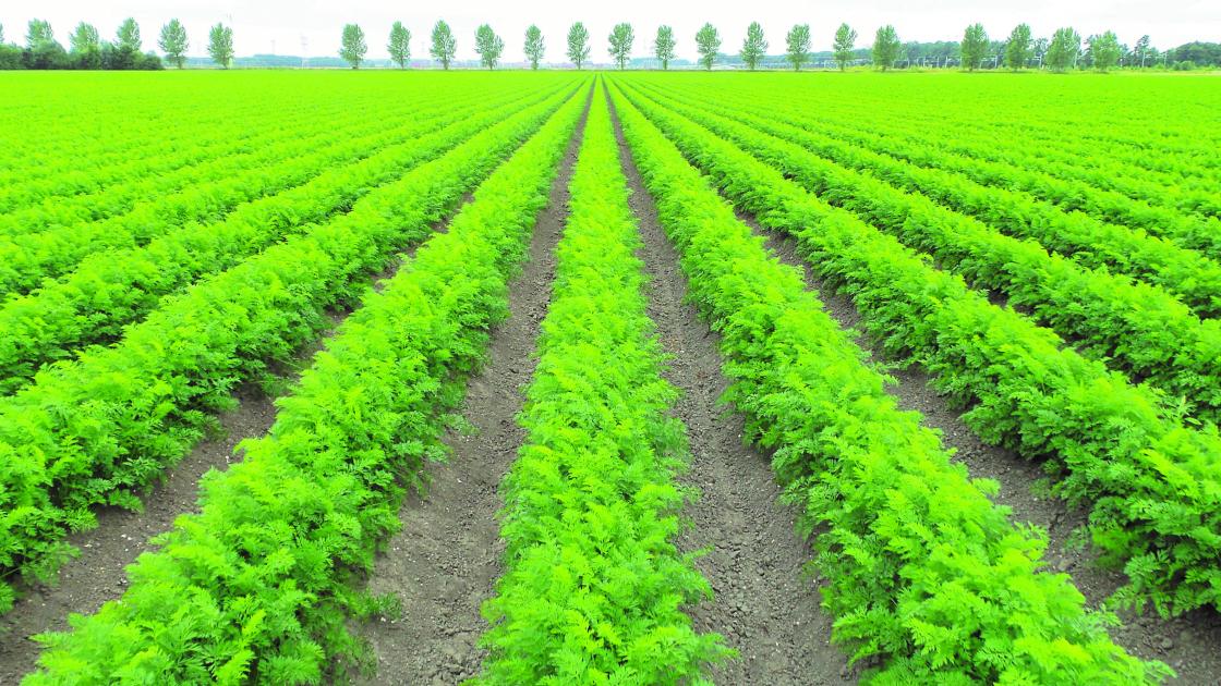 Parcelle carottes