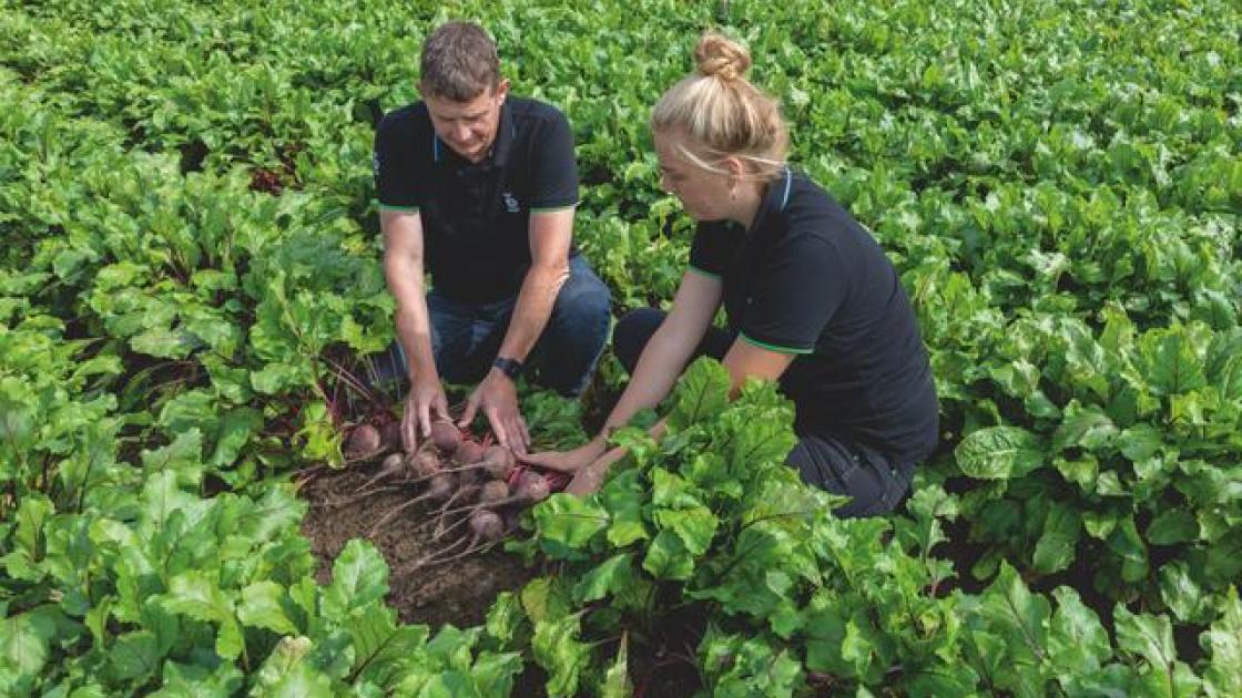 Parcelle de betteraves rouges Manzu en agriculture biologique avec deux personnes observant les racines.
