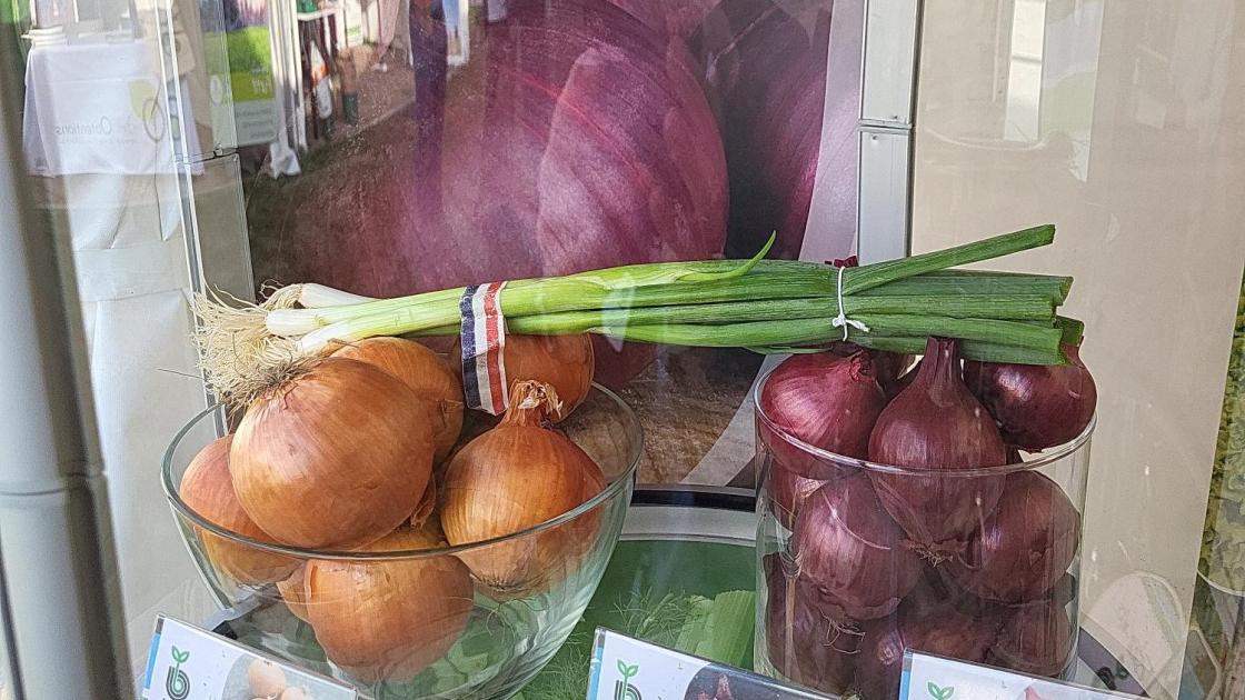 Vitrine légumes Bejo T&B 23