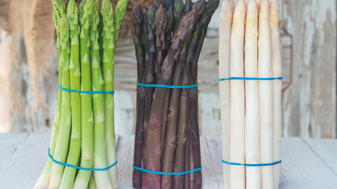 Bottes d’asperges blanches, vertes et violettes alignées sur une table, montrant la diversité variétale et les segments de marché couverts par la gamme de semences d’asperges Bejo.
