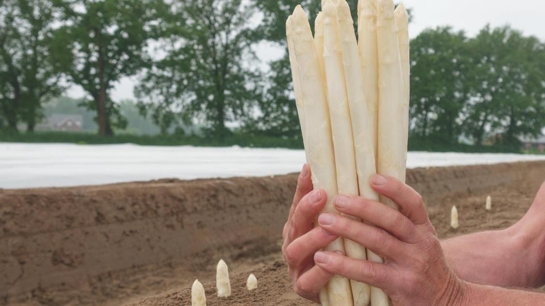 Turions nouvelle asperge blanches de calibre homogène présentés en faisceau, illustrant la qualité visuelle et la régularité recherchées par les producteurs dans les variétés issues des semences d’asperges Bejo.