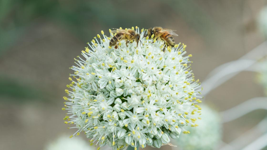 bees_and_bejo_3.jpg