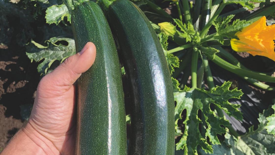 Deux courgettes récoltées à la main devant un plant de courgette en production biologique.