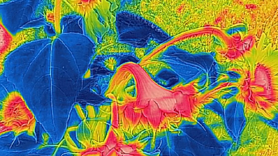 Caméra thermique fleur 2