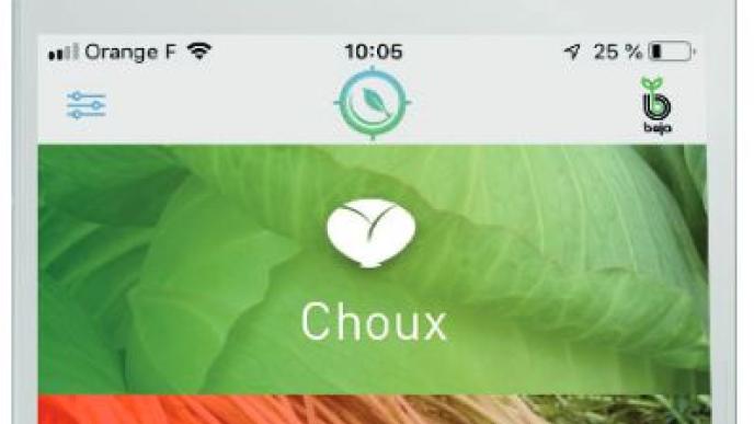 Cropalyser chou