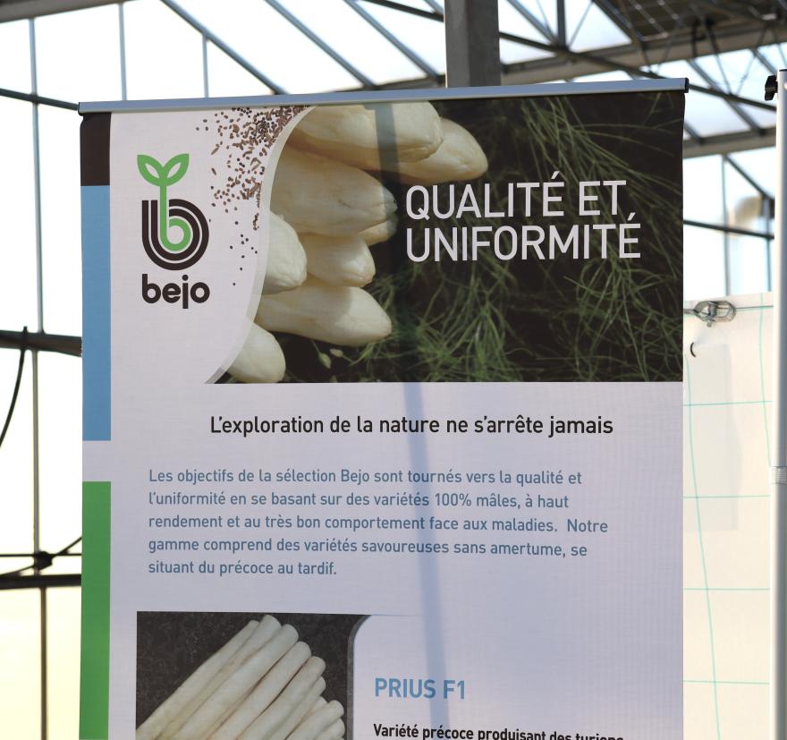 Qualité et uniformité : les asperges Bejo