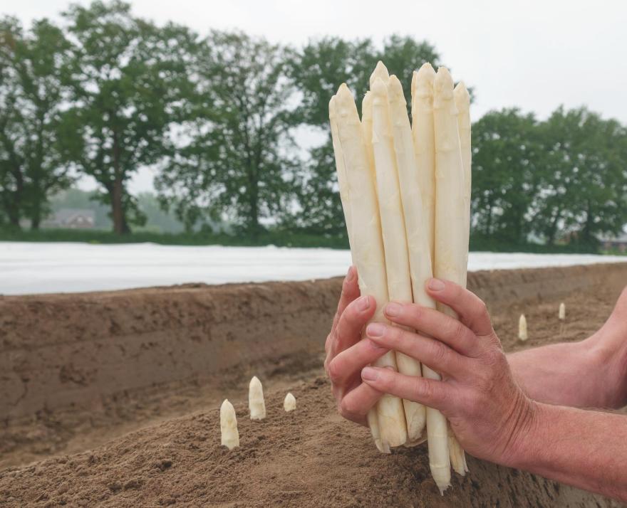 Turions nouvelle asperge blanches de calibre homogène présentés en faisceau, illustrant la qualité visuelle et la régularité recherchées par les producteurs dans les variétés issues des semences d’asperges Bejo.
