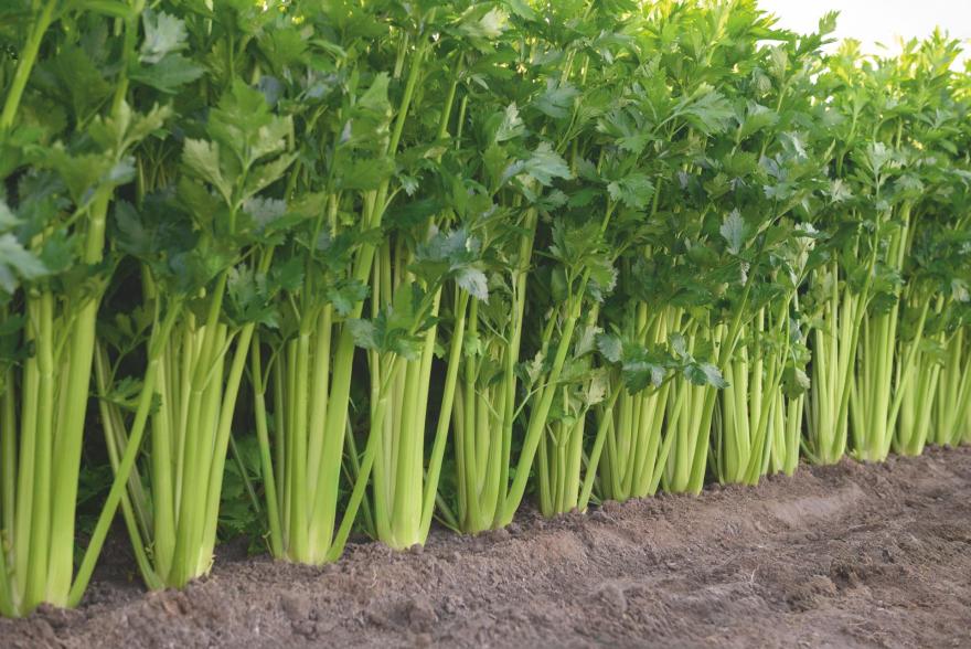 culture de céleri branche variété cumbia en plein champ, illustrant le potentiel agronomique des semences bejo avec des plantes vigoureuses et homogènes.