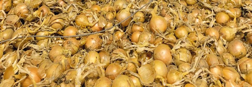 oignons avec formulation B-MOX®