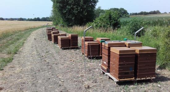 Caméra thermique apiculture