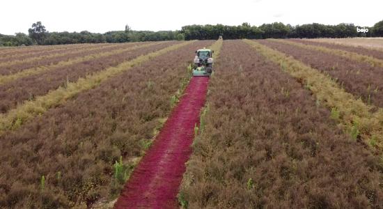 Drone survol parcelle production semences betteraves potagères