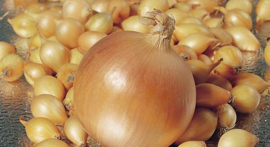 Onion world yellow
